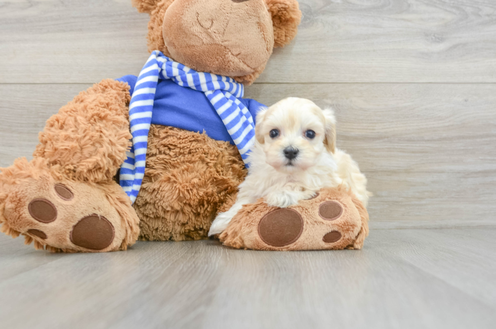 6 week old Maltipoo Puppy For Sale - Florida Fur Babies