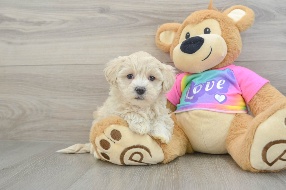 6 week old Maltipoo Puppy For Sale - Florida Fur Babies