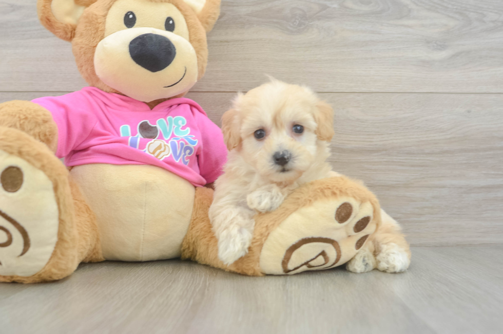 7 week old Maltipoo Puppy For Sale - Florida Fur Babies