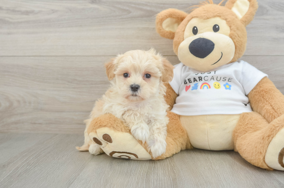 5 week old Maltipoo Puppy For Sale - Florida Fur Babies