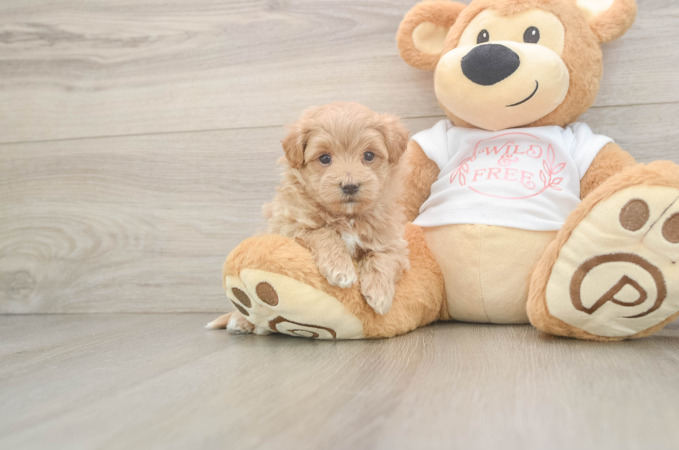 5 week old Maltipoo Puppy For Sale - Florida Fur Babies