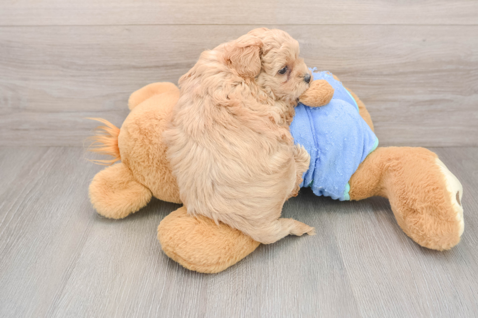 Smart Maltipoo Poodle Mix Pup