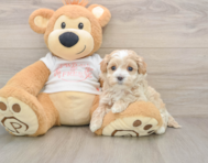 8 week old Maltipoo Puppy For Sale - Florida Fur Babies