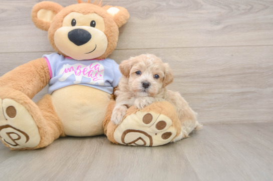 Sweet Maltipoo Baby