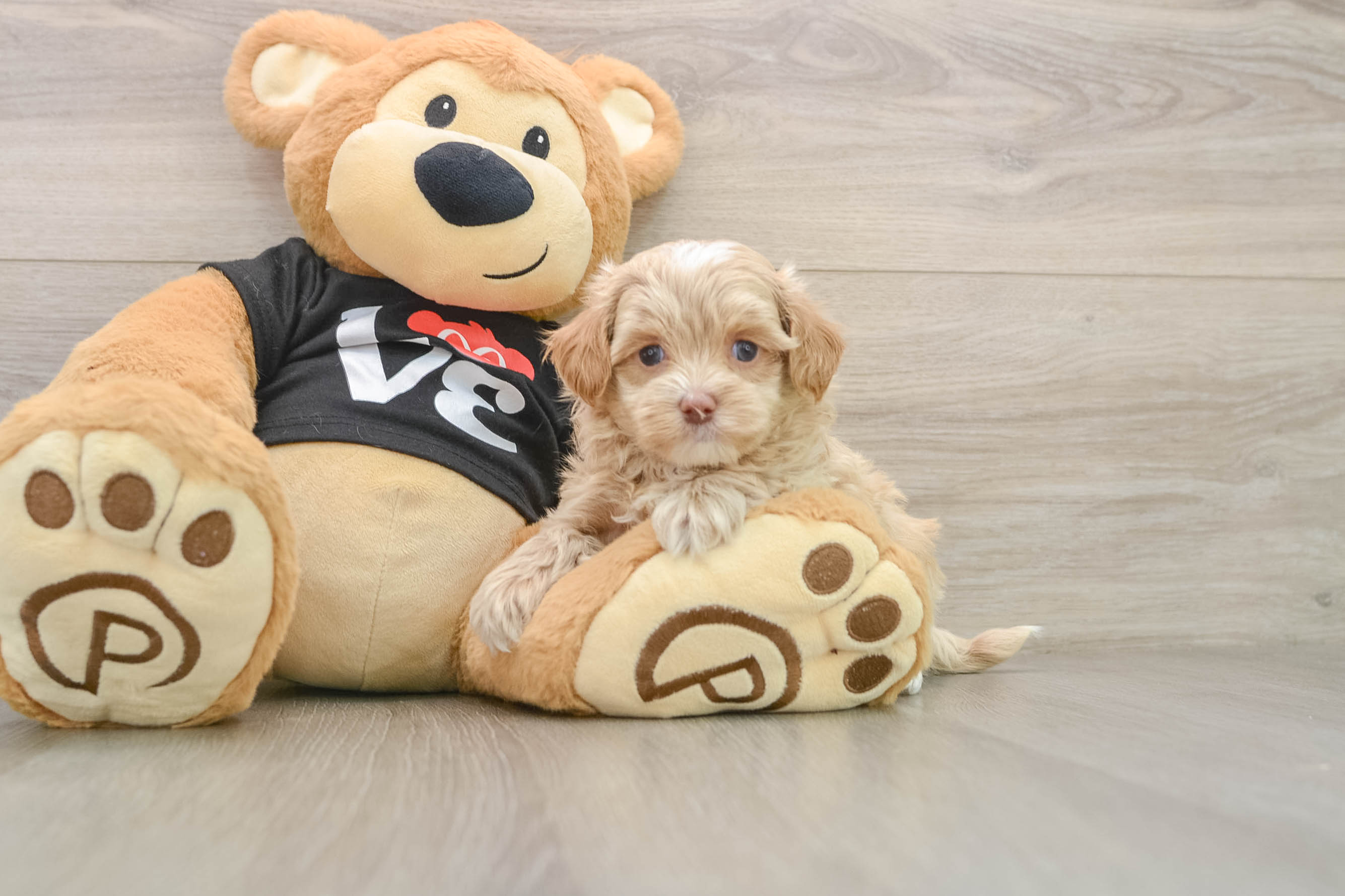 Maltipoo Puppy for Adoption