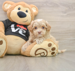 7 week old Maltipoo Puppy For Sale - Florida Fur Babies