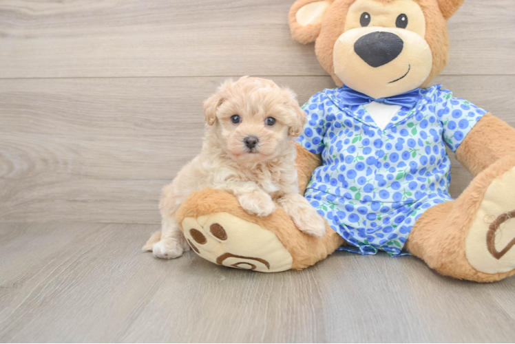 Maltipoo Pup Being Cute