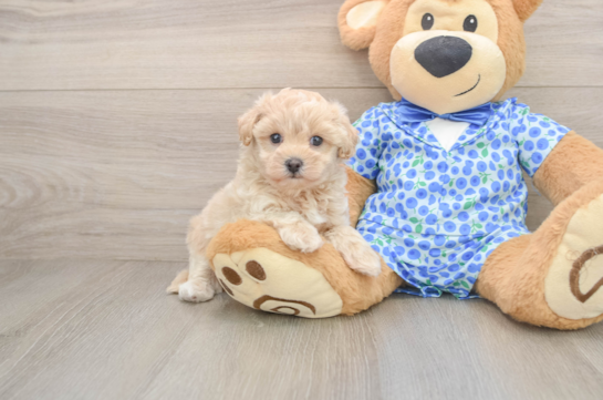 Maltipoo Pup Being Cute