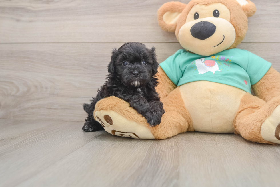 Best Maltipoo Baby