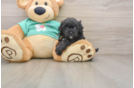 Maltipoo Puppy for Adoption