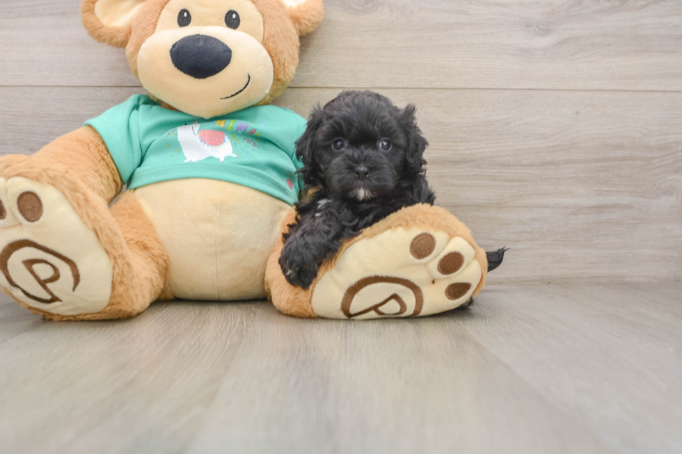 Maltipoo Puppy for Adoption