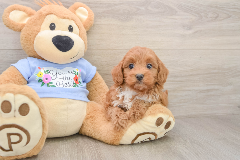 Happy Maltipoo Baby