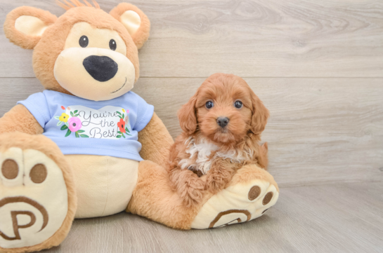 Happy Maltipoo Baby