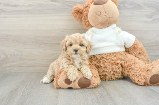 Maltipoo Pup Being Cute