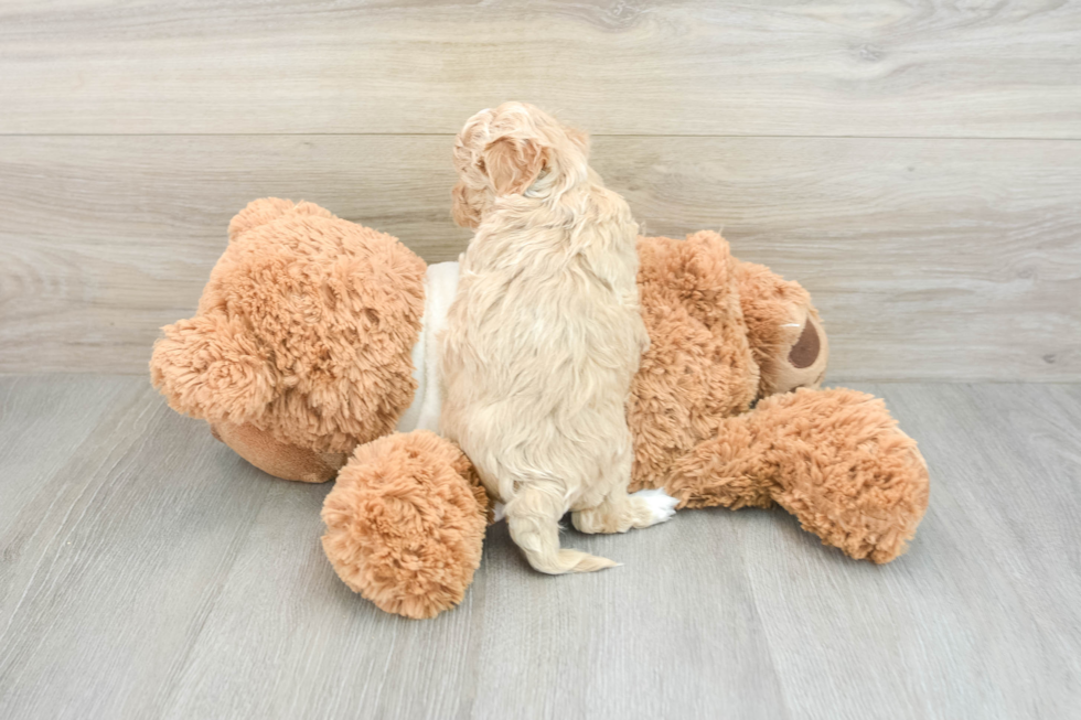 Adorable Maltidoodle Poodle Mix Puppy