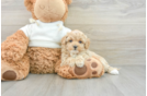 Cute Maltipoo Baby