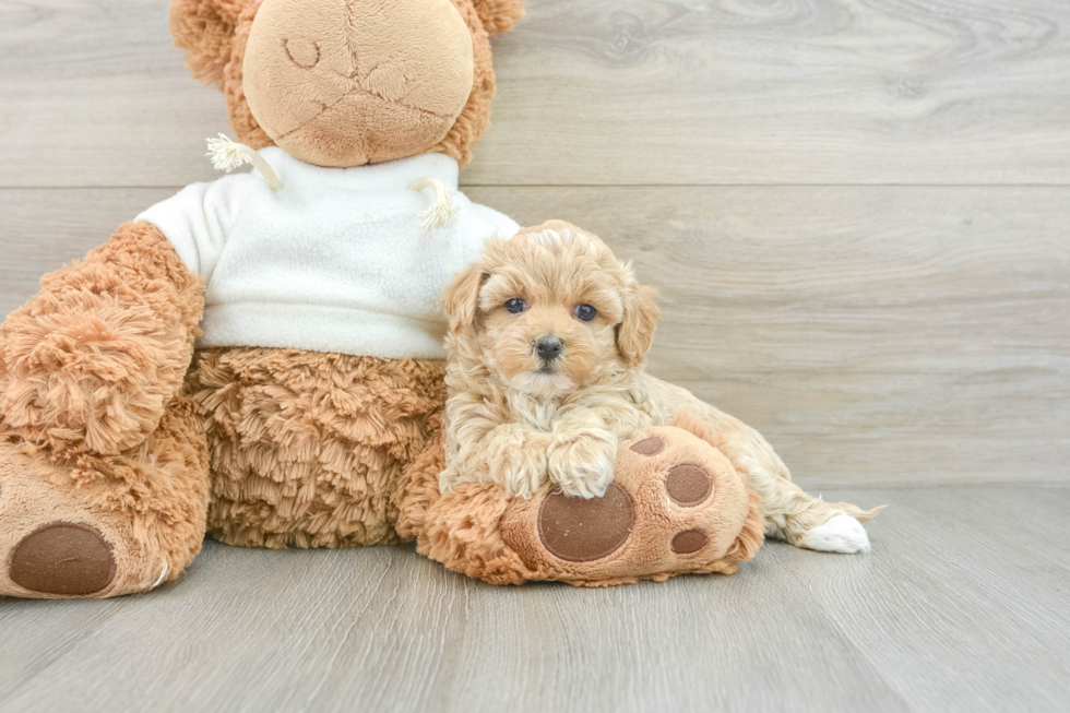 Cute Maltipoo Baby