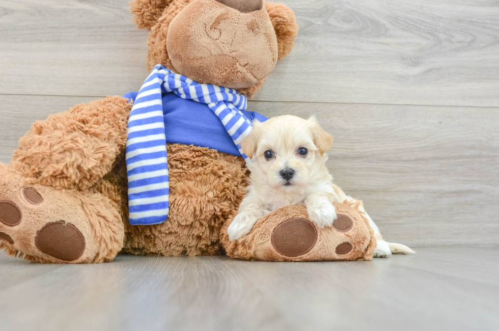 6 week old Maltipoo Puppy For Sale - Florida Fur Babies