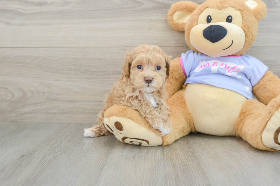 Maltipoo Pup Being Cute