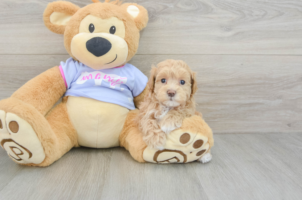 8 week old Maltipoo Puppy For Sale - Florida Fur Babies