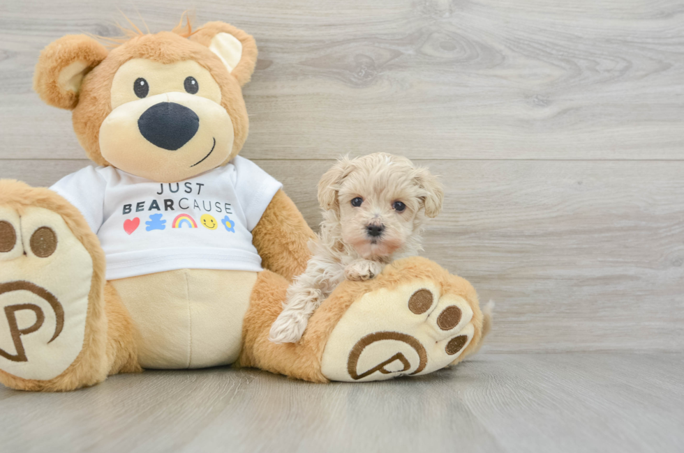 6 week old Maltipoo Puppy For Sale - Florida Fur Babies