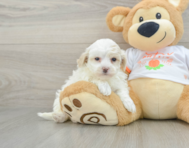 9 week old Maltipoo Puppy For Sale - Florida Fur Babies