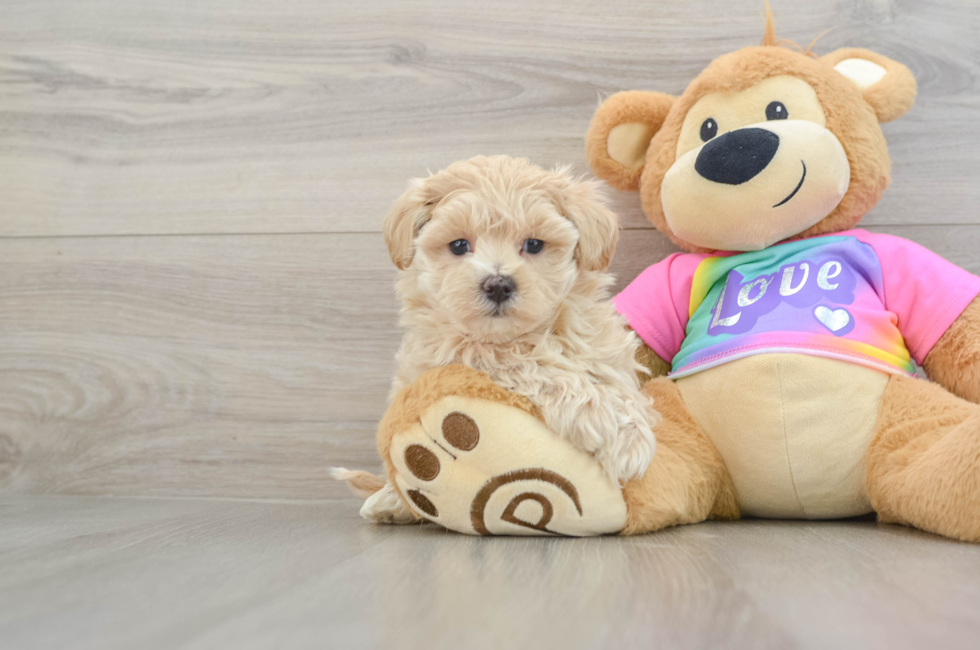 6 week old Maltipoo Puppy For Sale - Florida Fur Babies