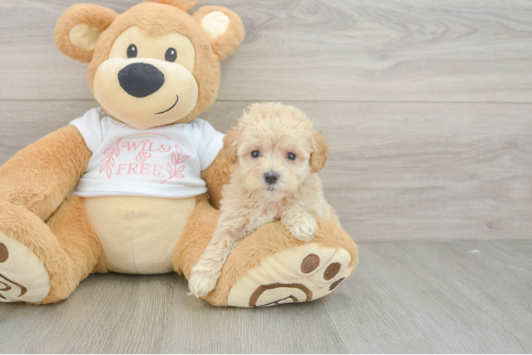 Maltipoo Puppy for Adoption
