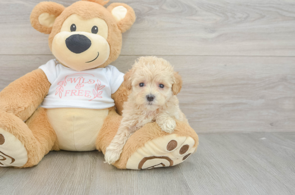 5 week old Maltipoo Puppy For Sale - Florida Fur Babies