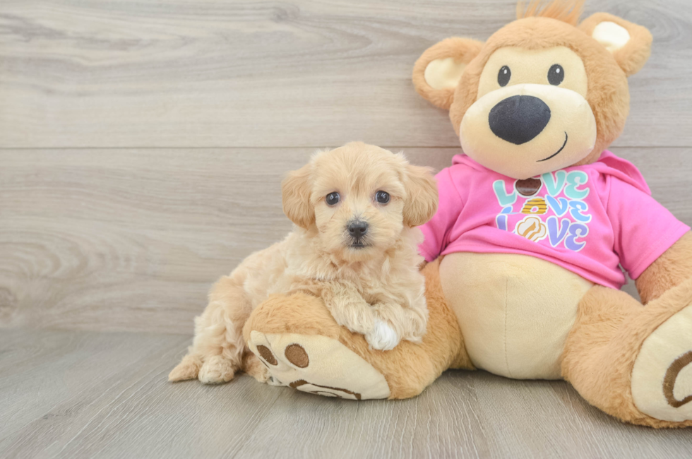 7 week old Maltipoo Puppy For Sale - Florida Fur Babies