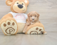 6 week old Maltipoo Puppy For Sale - Florida Fur Babies