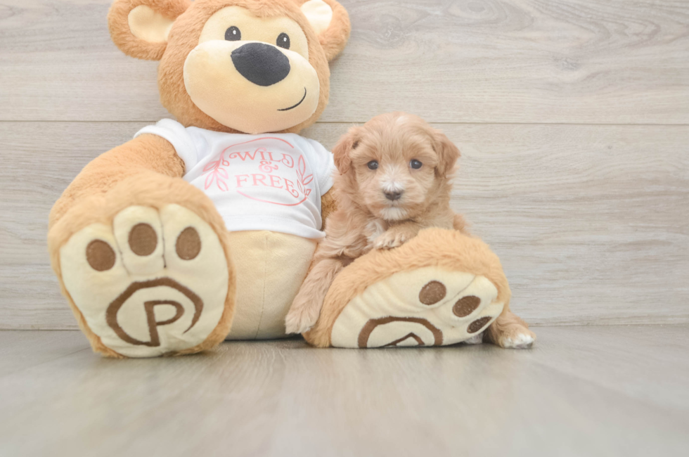5 week old Maltipoo Puppy For Sale - Florida Fur Babies
