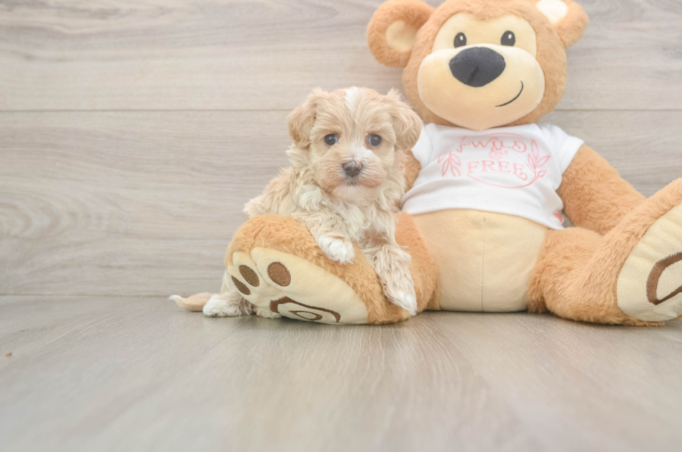 5 week old Maltipoo Puppy For Sale - Florida Fur Babies
