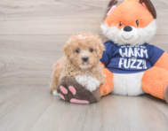 8 week old Maltipoo Puppy For Sale - Florida Fur Babies