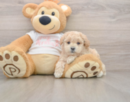 7 week old Maltipoo Puppy For Sale - Florida Fur Babies