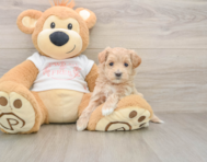 8 week old Maltipoo Puppy For Sale - Florida Fur Babies