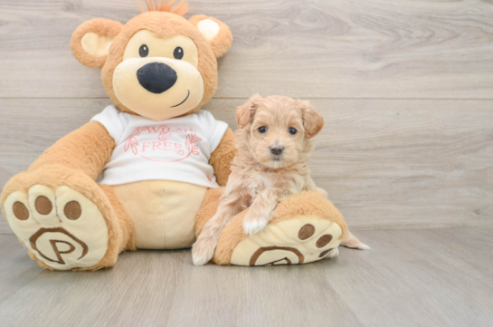 Happy Maltipoo Baby