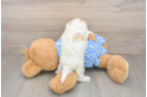 Maltipoo Puppy for Adoption