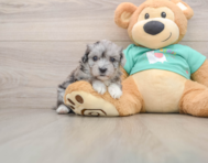 7 week old Maltipoo Puppy For Sale - Florida Fur Babies