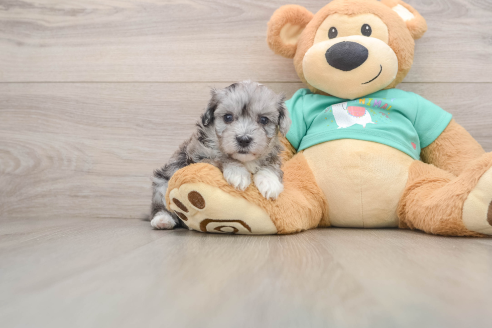 Energetic Maltepoo Poodle Mix Puppy