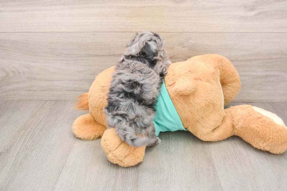 Little Maltese Poodle Poodle Mix Puppy