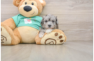 Fluffy Maltipoo Poodle Mix Pup