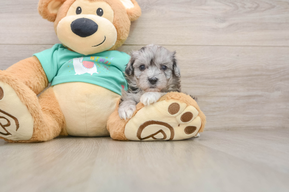 Fluffy Maltipoo Poodle Mix Pup