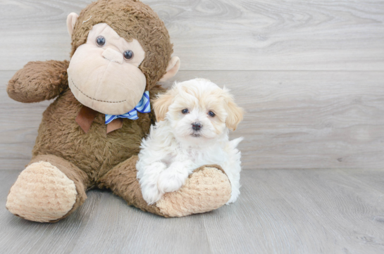 Maltipoo Puppy for Adoption