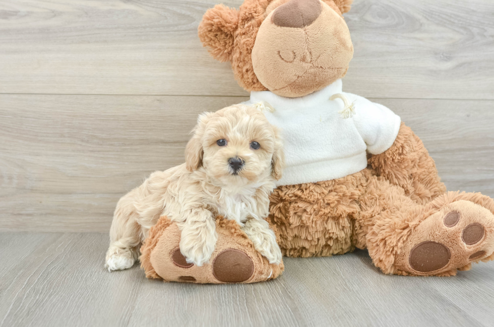 5 week old Maltipoo Puppy For Sale - Florida Fur Babies