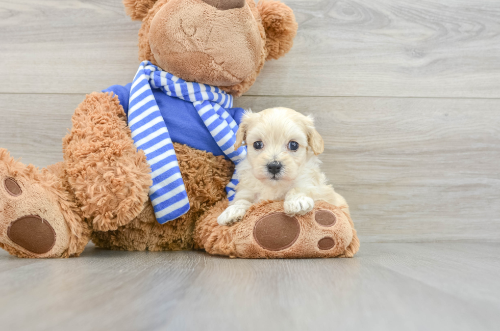 6 week old Maltipoo Puppy For Sale - Florida Fur Babies