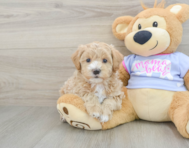 8 week old Maltipoo Puppy For Sale - Florida Fur Babies