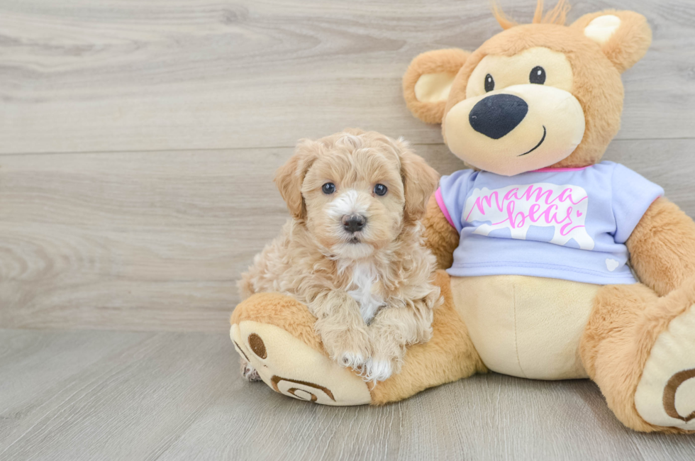 6 week old Maltipoo Puppy For Sale - Florida Fur Babies