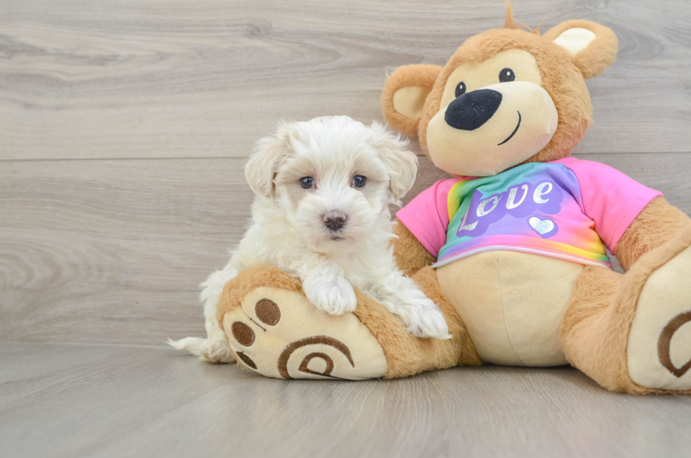 6 week old Maltipoo Puppy For Sale - Florida Fur Babies