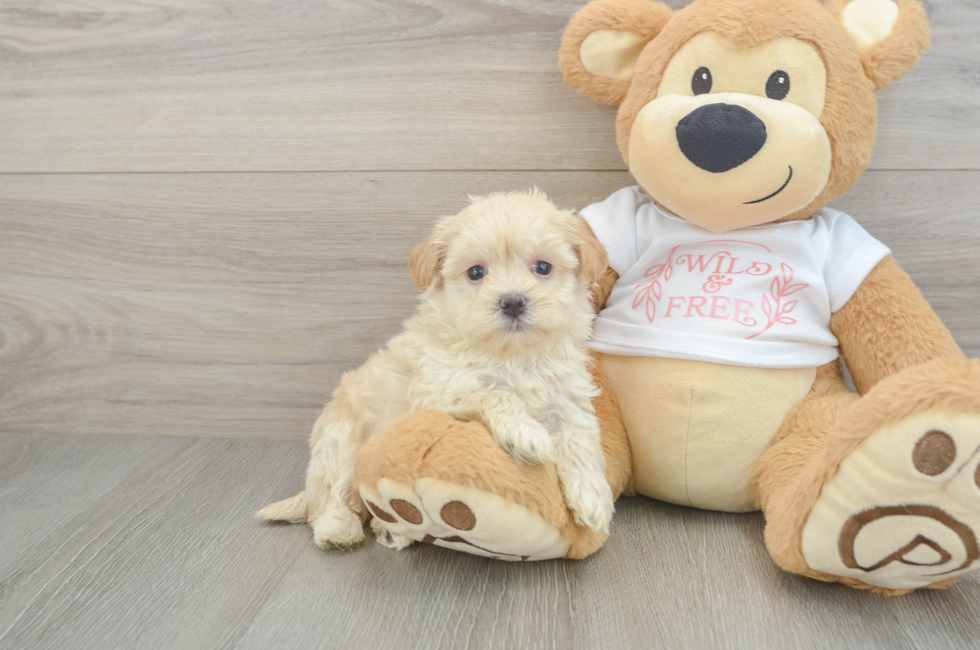 5 week old Maltipoo Puppy For Sale - Florida Fur Babies